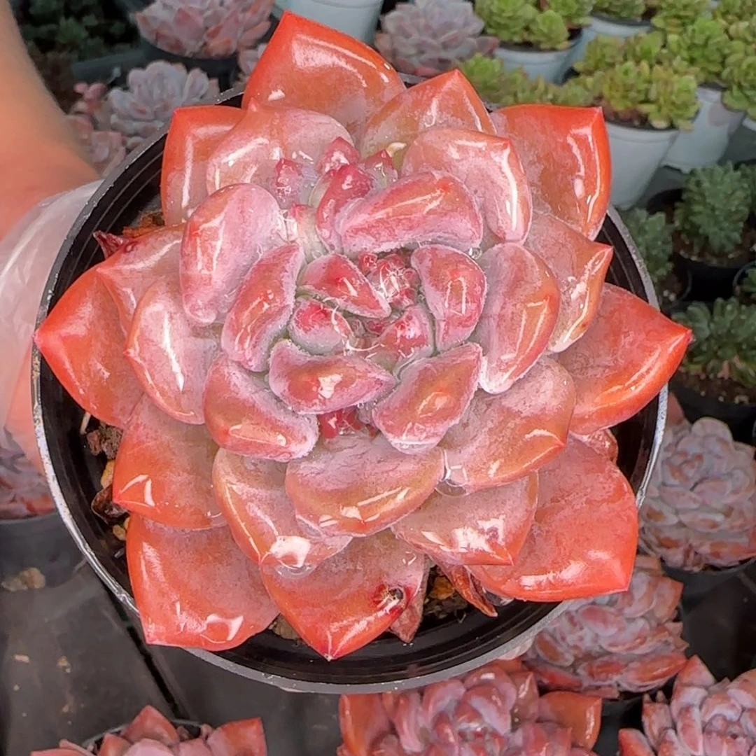 从前慢多肉编号哥特妈妈单头