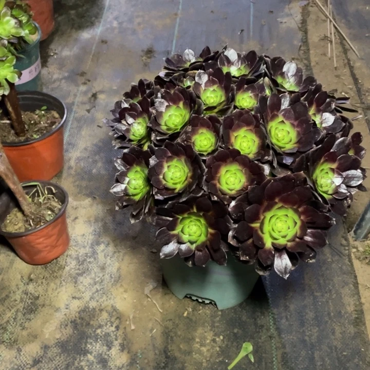 18赤焰莲多肉多肉植物多肉多肉