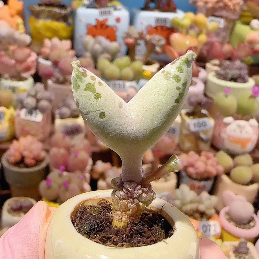 T变异猫耳海豹盆口2.5cm