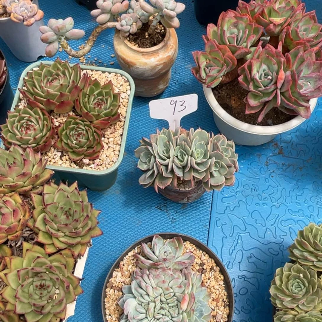 幸*0093白雪公主多肉