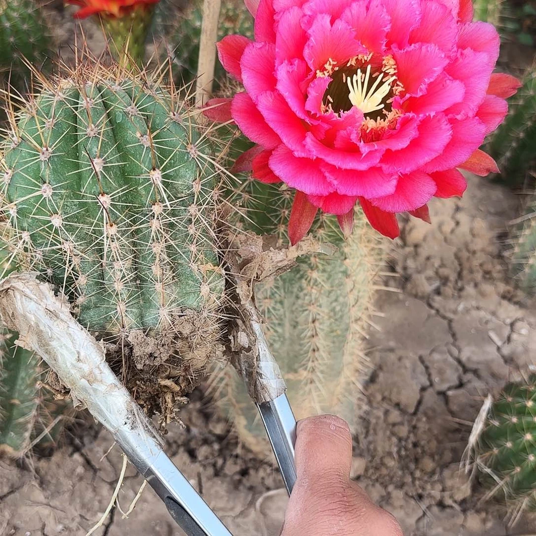 ?****?38 号紫梦瑕有根毛花柱