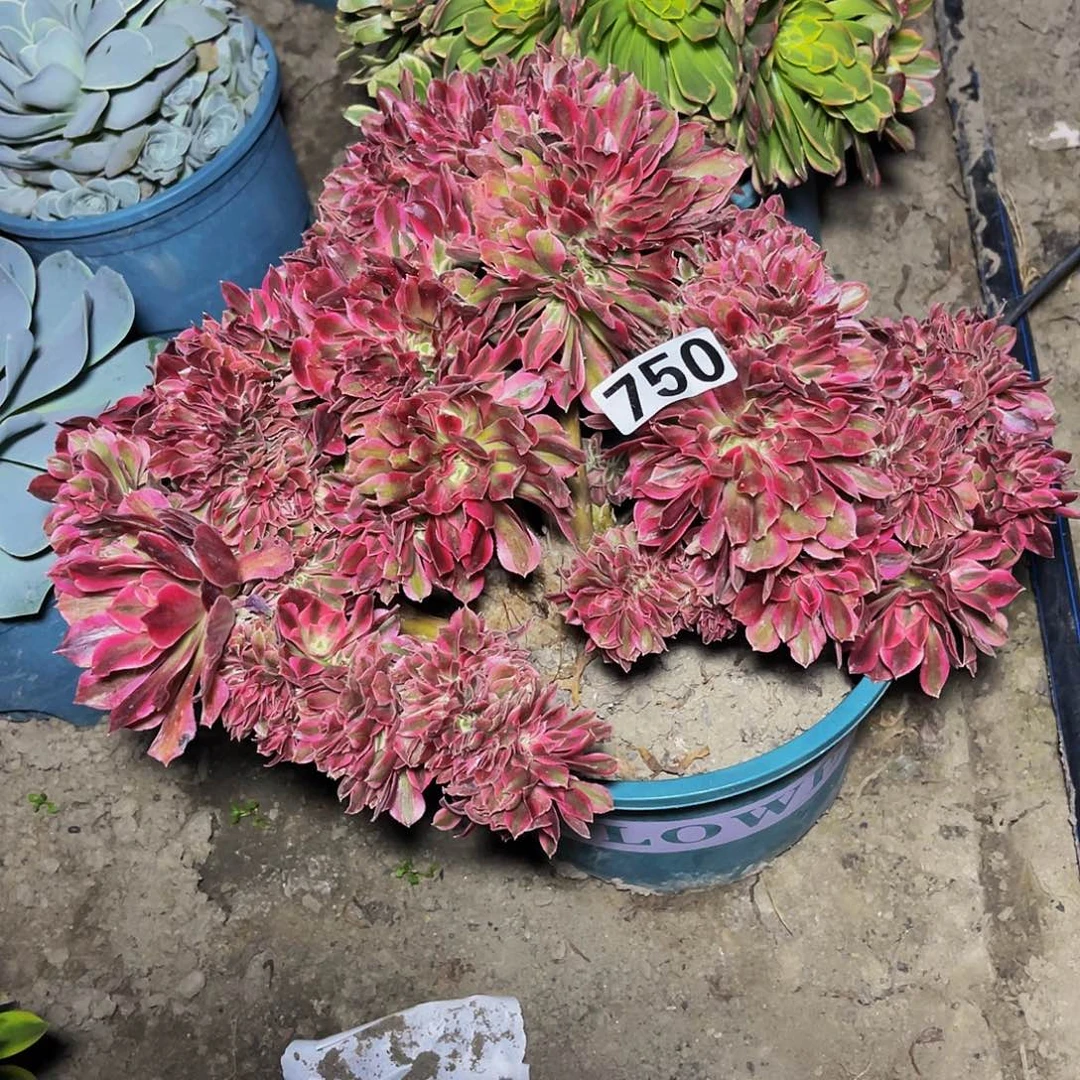 女巫法师15-11包邮法师