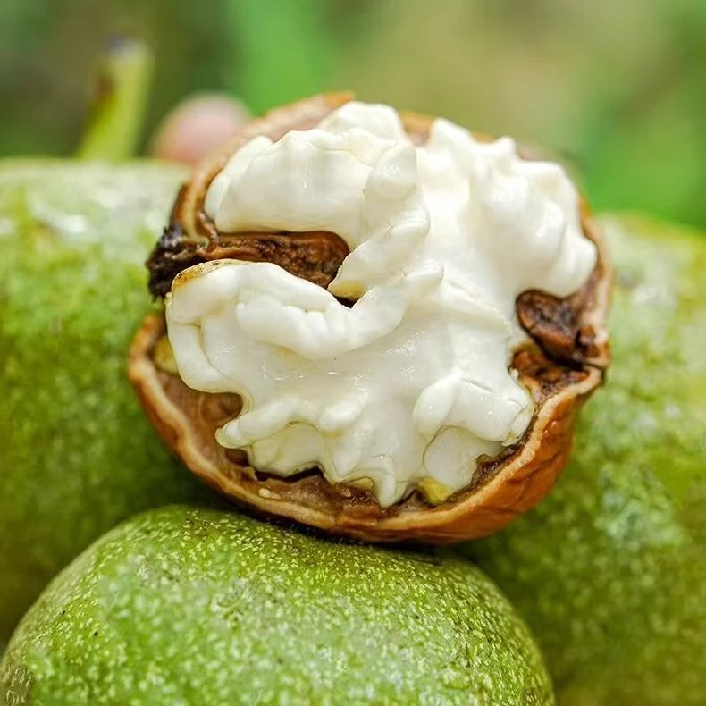 正宗新鲜青皮核桃皮脆甜营养美味湿核桃skls宝宝抢着吃