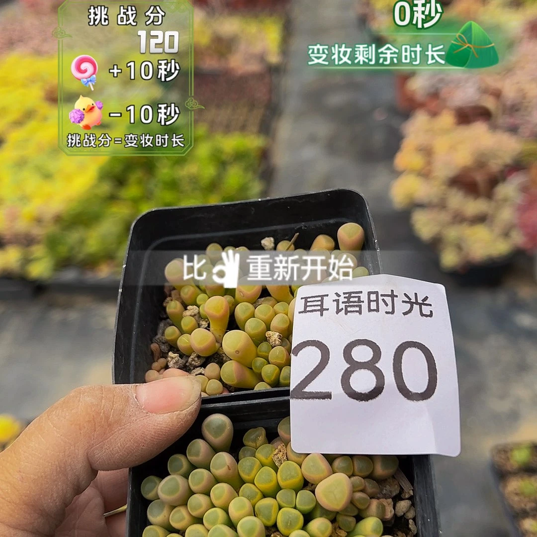 280五十铃玉，一单两颗