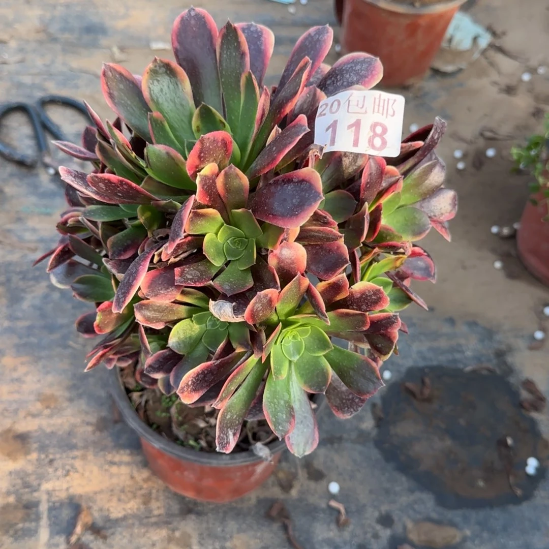 欧佳丽118满20包邮断枝不包