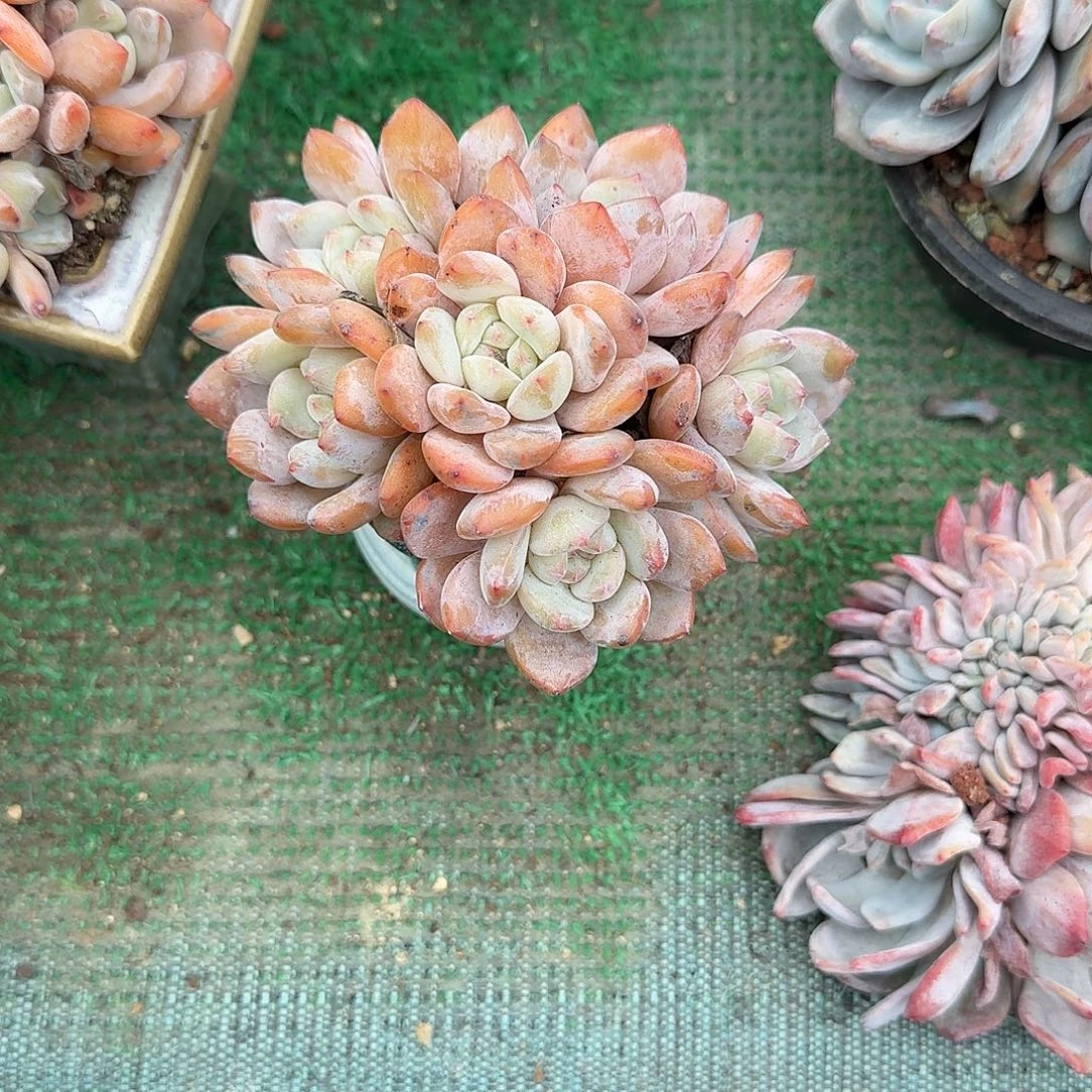 小脸星影连盆带土