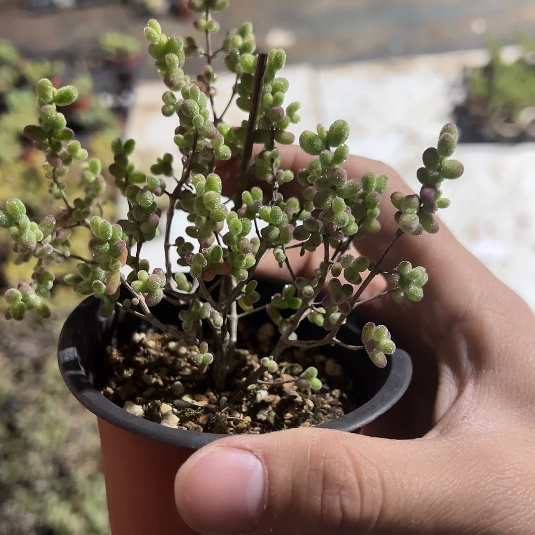 糖球白虎斑90杯精品老桩