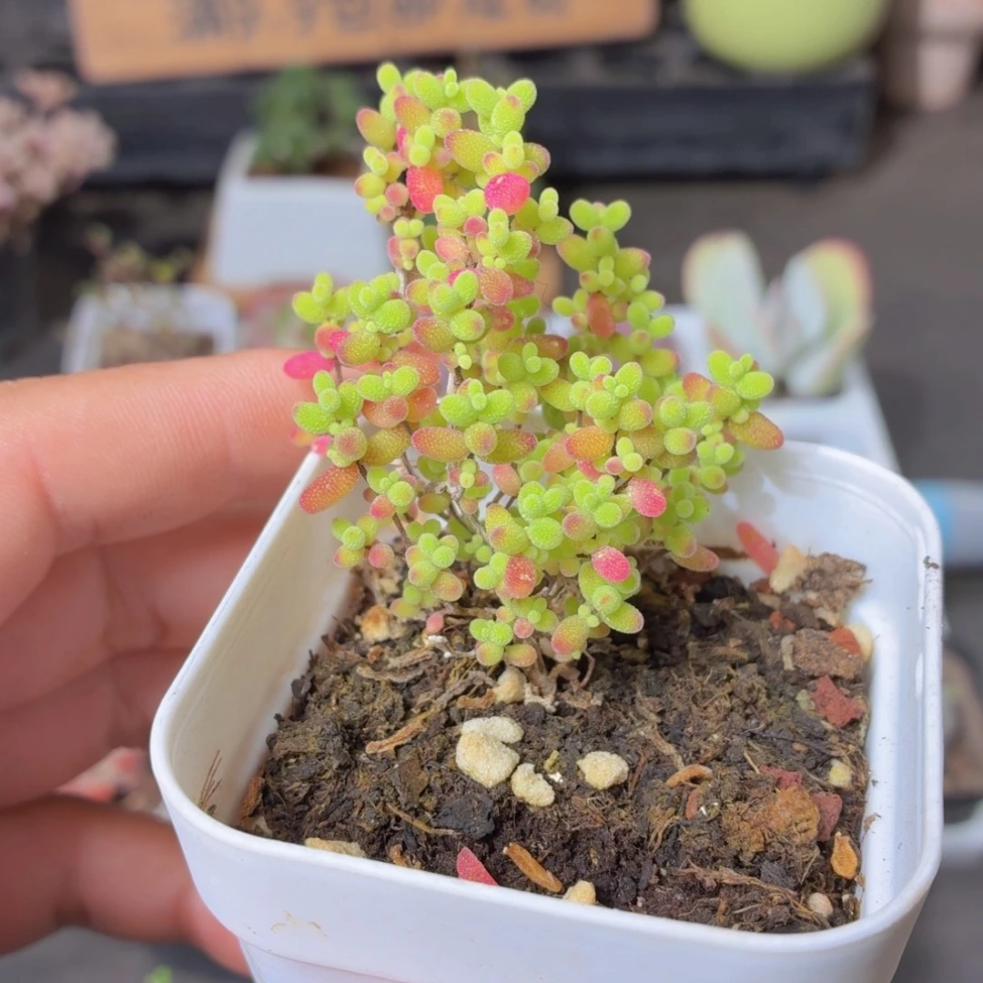 金桔糖球多肉9.9包邮发货