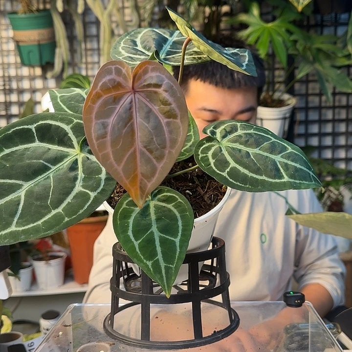 完全开放紫水晶杂撕裂纹H141