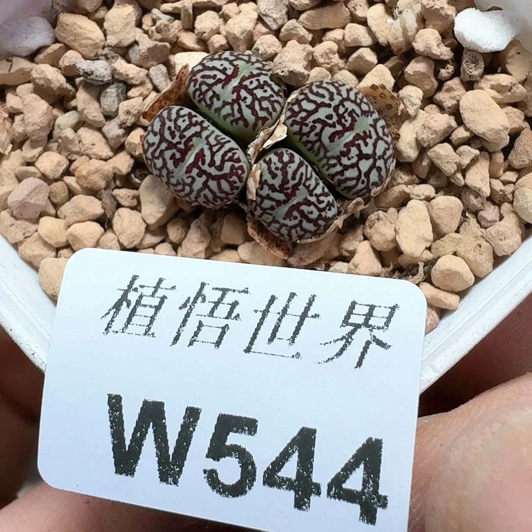 多肉植物的润泽额
