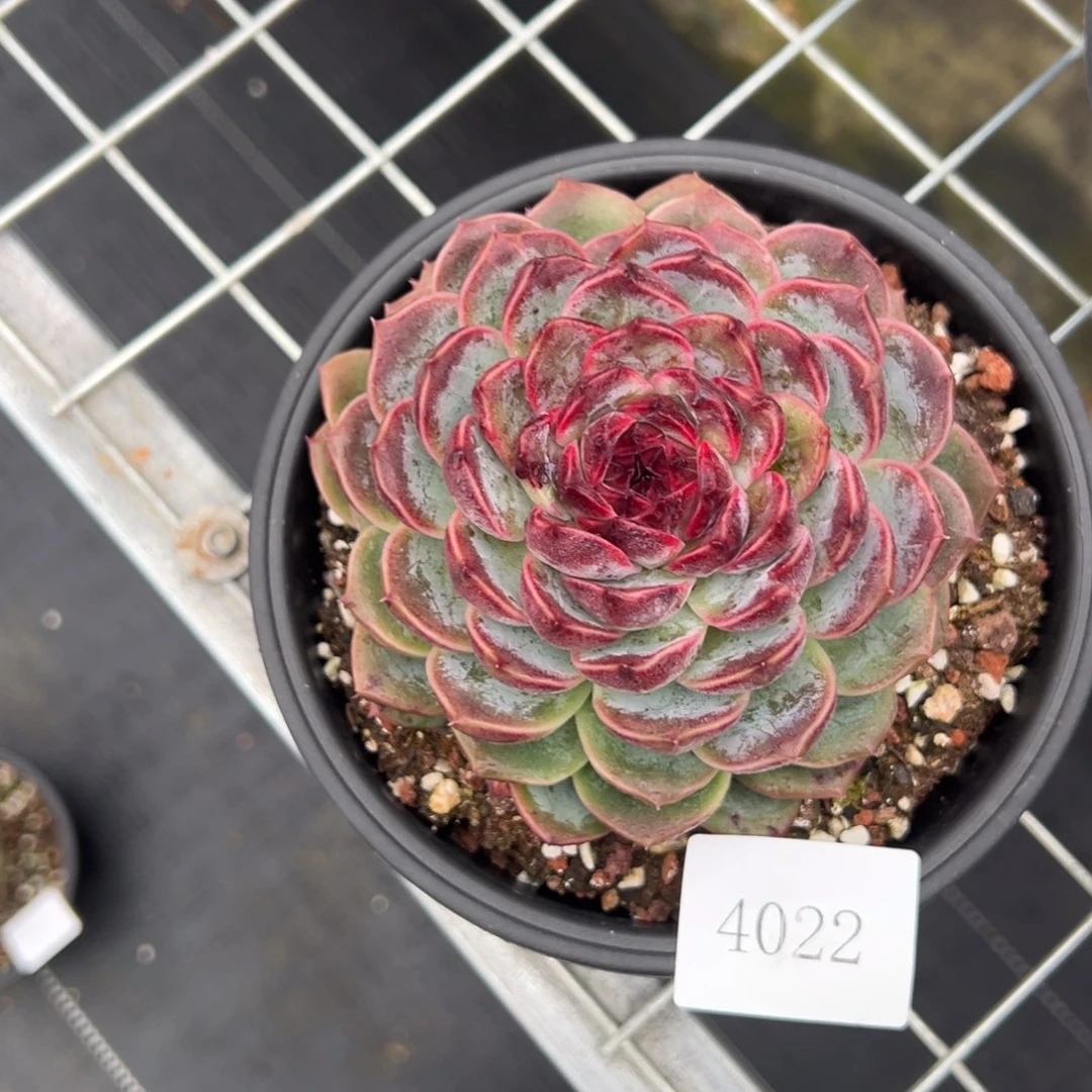 o**星4022肉肉肉肉肉肉肉