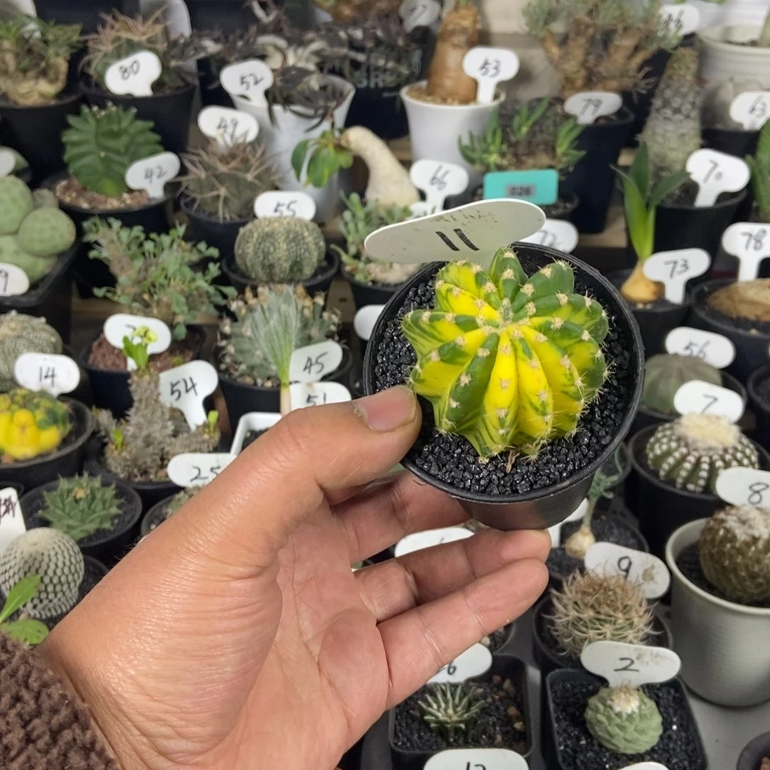 草球锦一个一物一拍