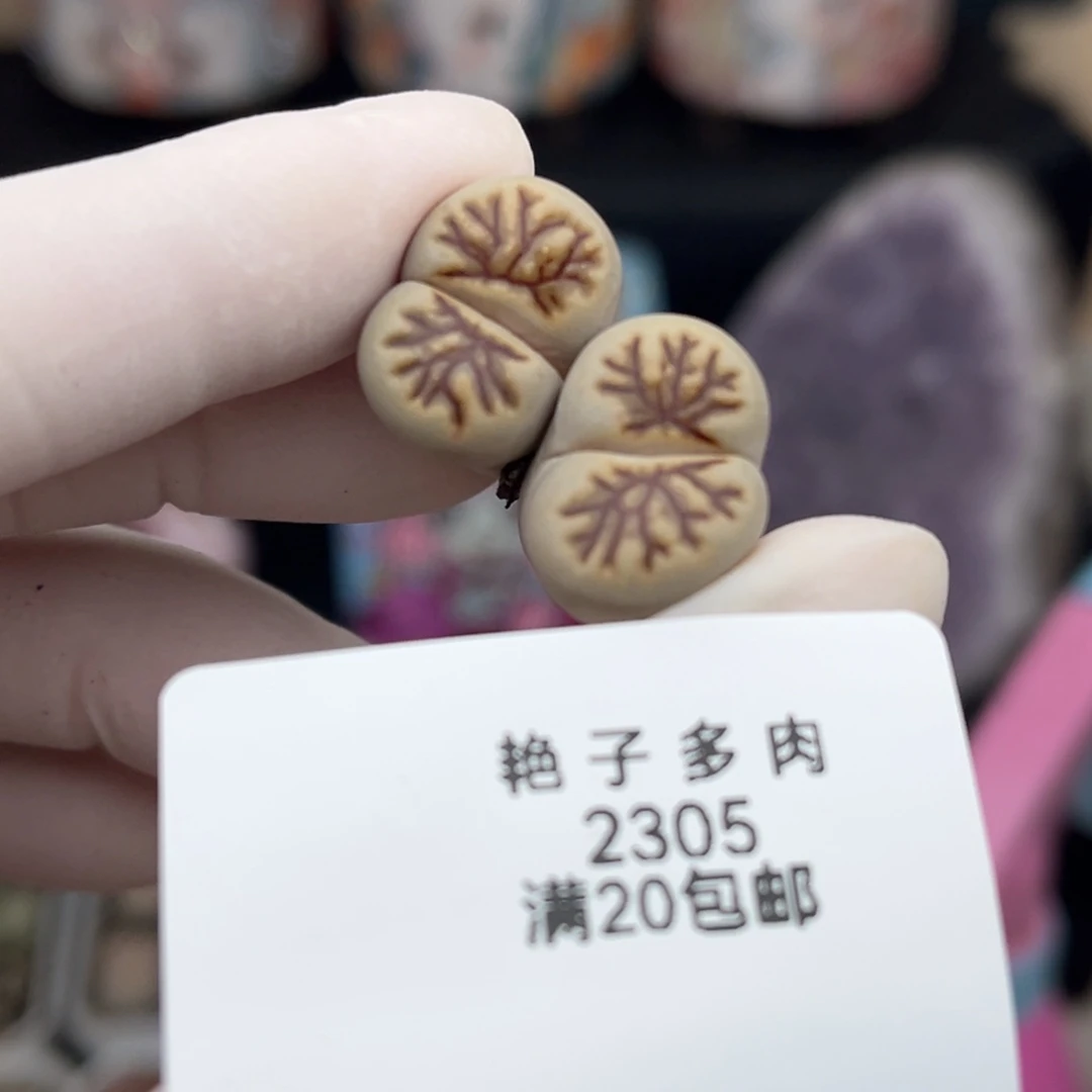 2305号一棵血管菊化石