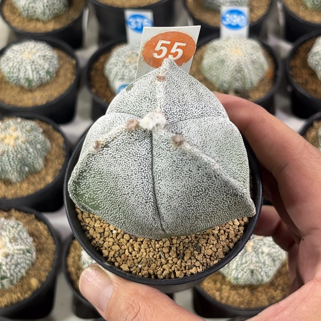55实生三角鸾凤玉带盆