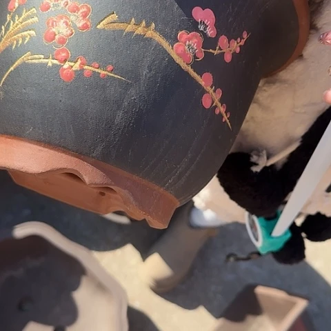 紫砂紫砂花盆031中号一对