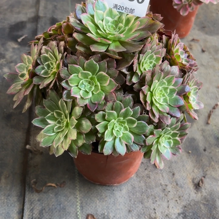 瑞妈，，，。。。。280莲花，