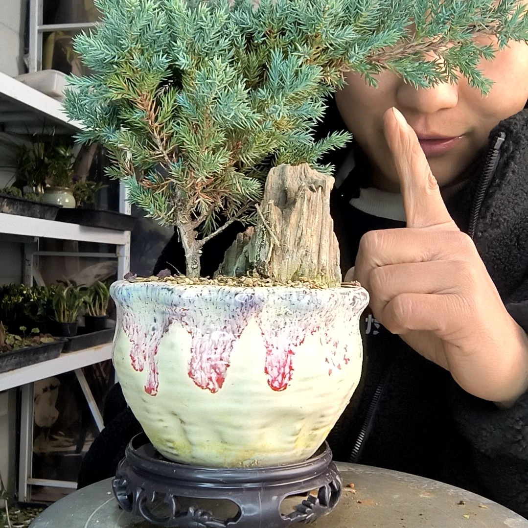 丁*懂小盆景小植物一物一拍70