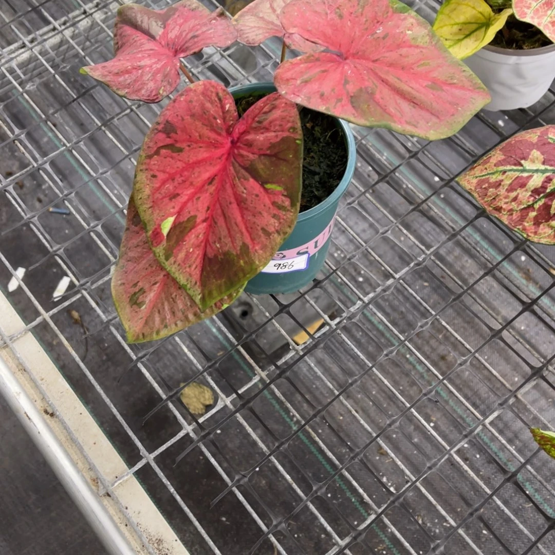 *****无花朵             986粉毒不包售后