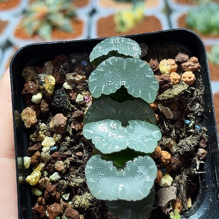 十二卷多肉白熊玉扇