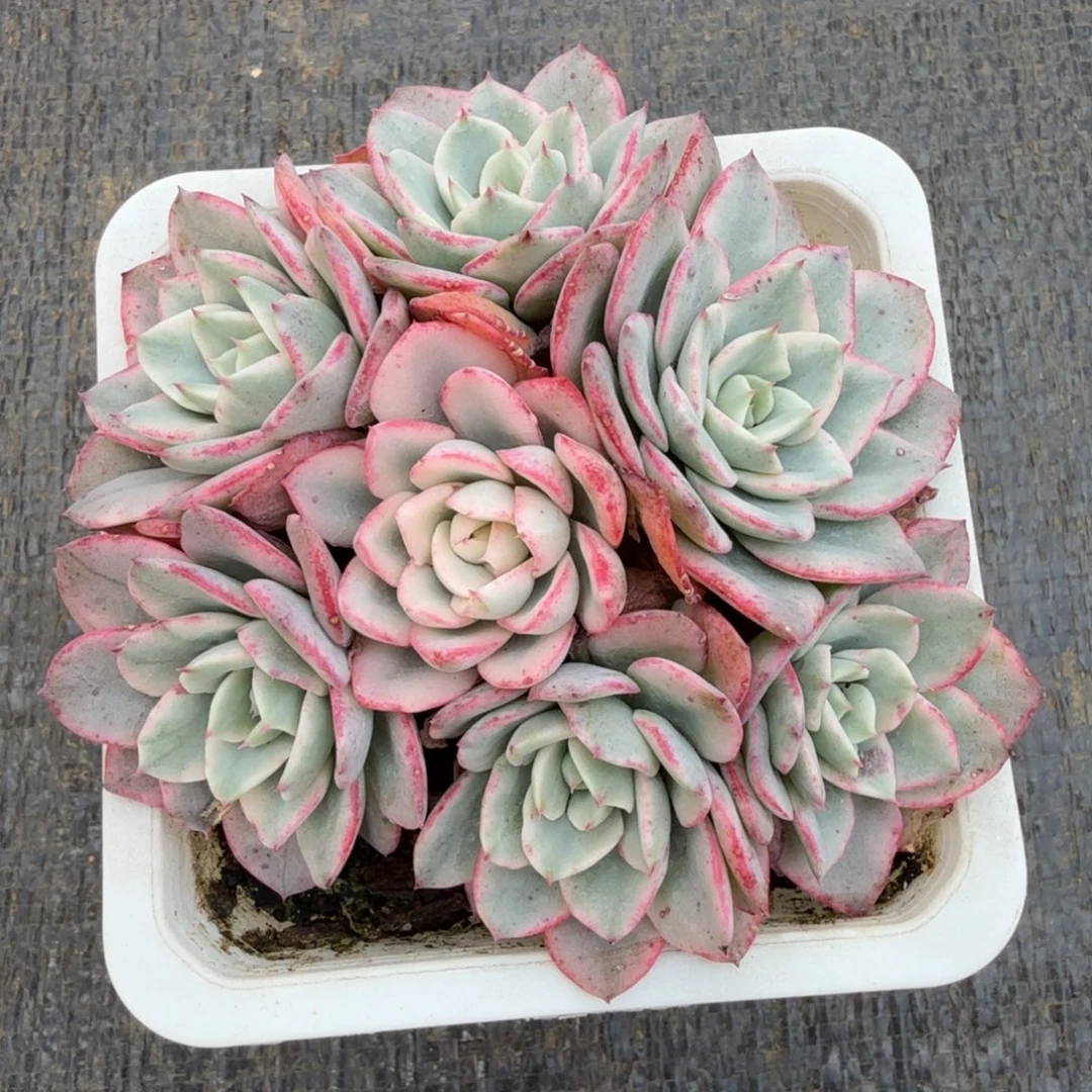 奶油黄桃锦锦上园艺一物一拍