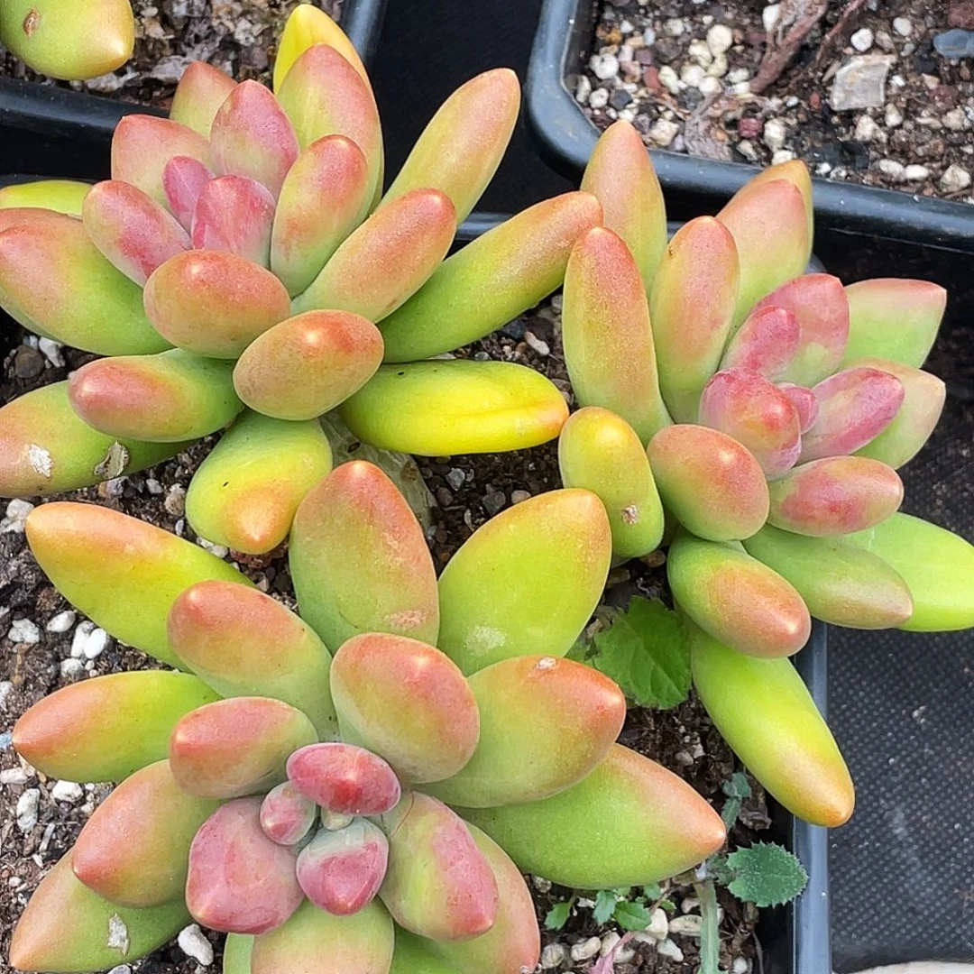 整桩无砍三头粗长腿芒果奶一颗