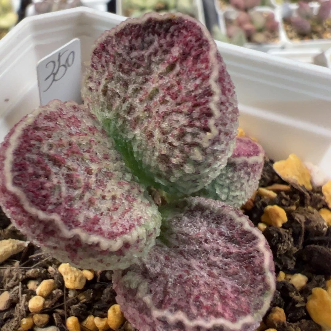 实生新品多头纯木质桩多肉植物