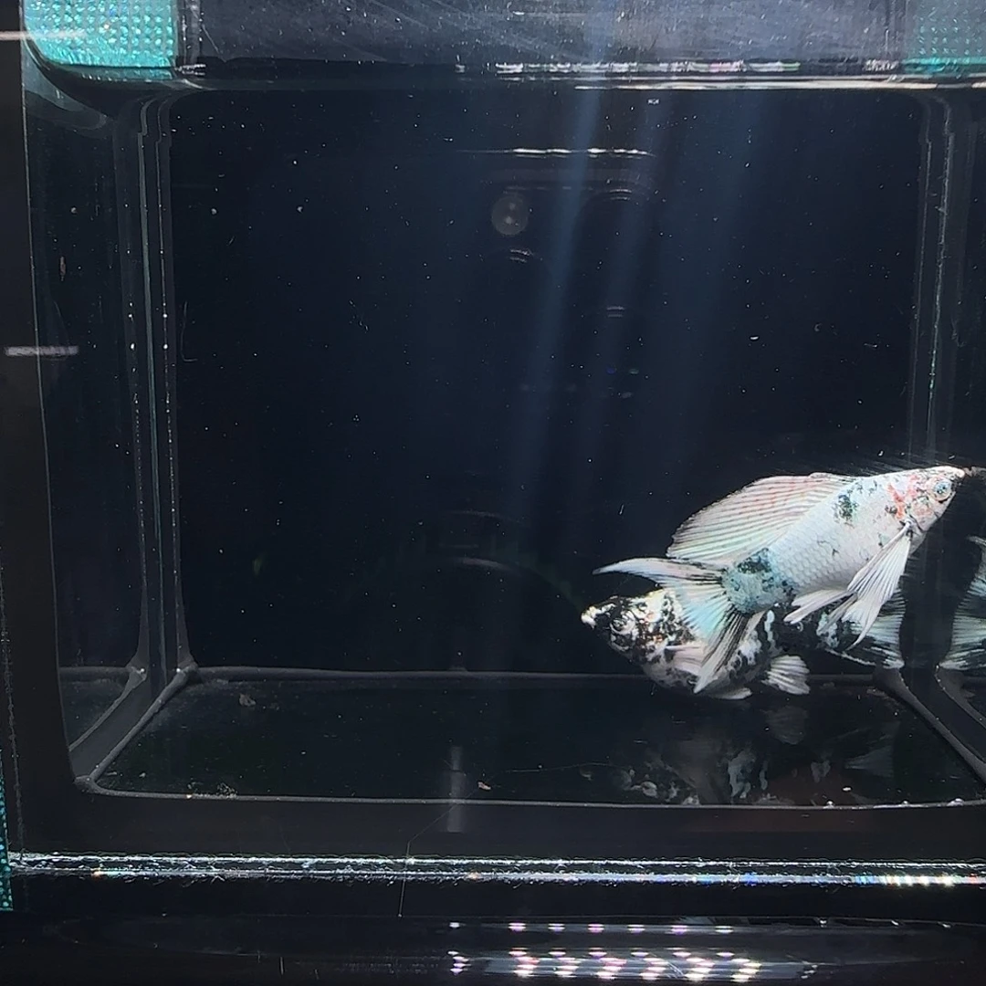 黑玛丽鱼红头三色钻眼