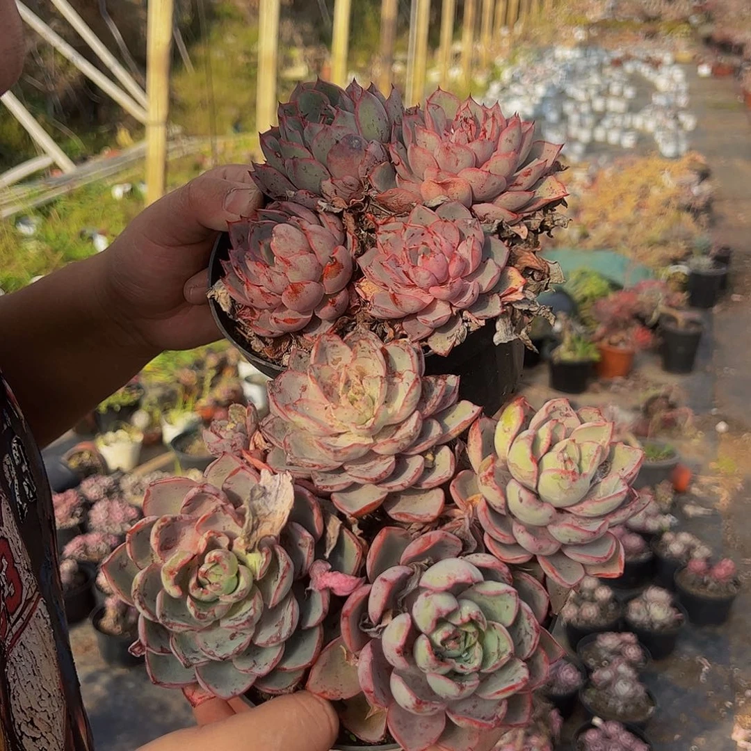 赫拉四头起发两盆