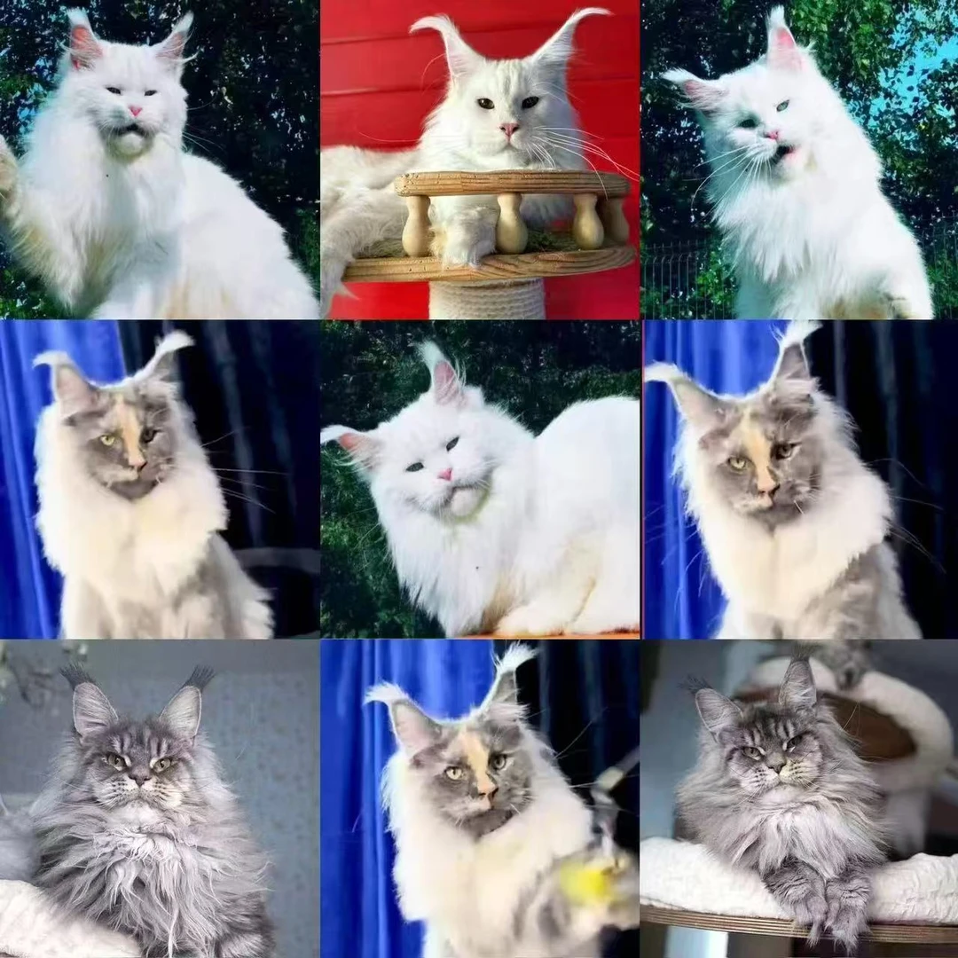 缅因猫西森活体猫咪