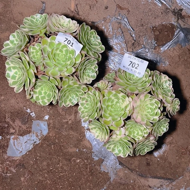 风***号701 702两颗多肉植物