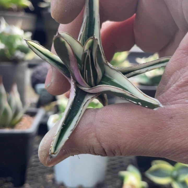 【闪购商品】冰山 顶芽