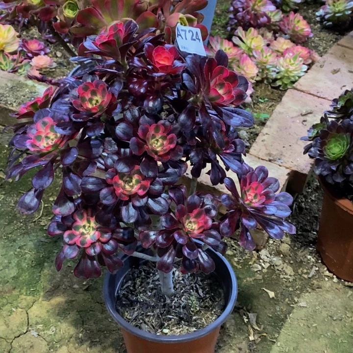 丽娜多肉植物724