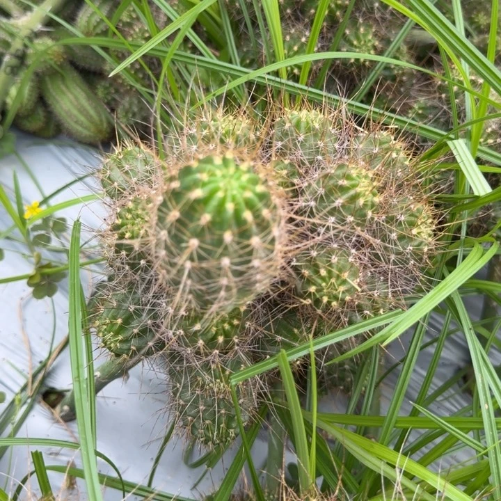 矮胖白檀1101侧芽一个