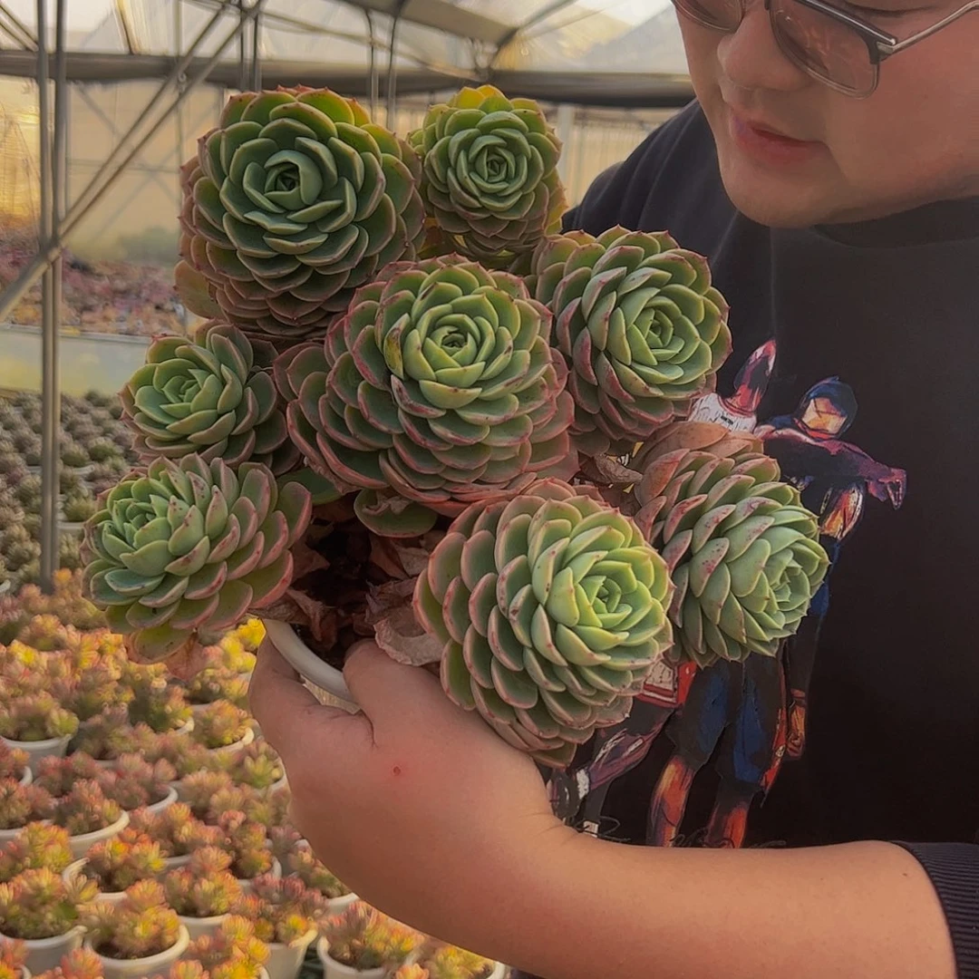 哈密瓜四头起发两盆