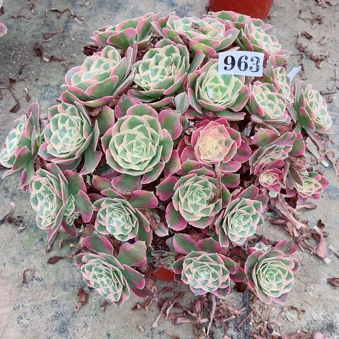 无花朵多肉植物963多肉