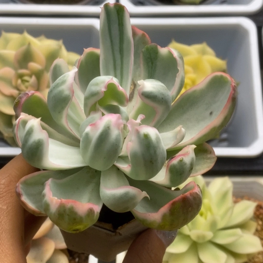 509伯克利锦锦锦锦锦锦