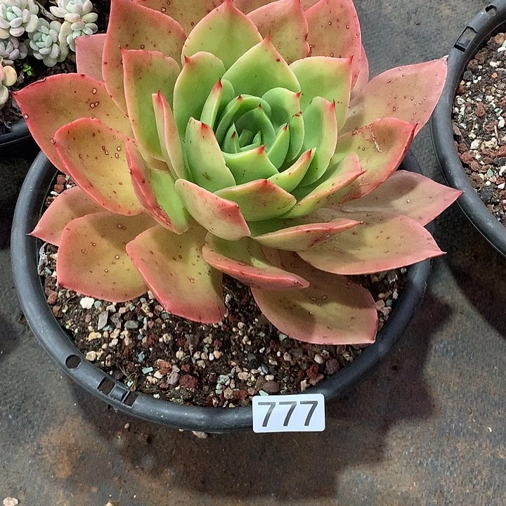 777 一物一拍多肉