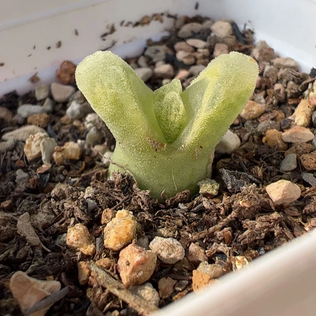 122多肉植物百科