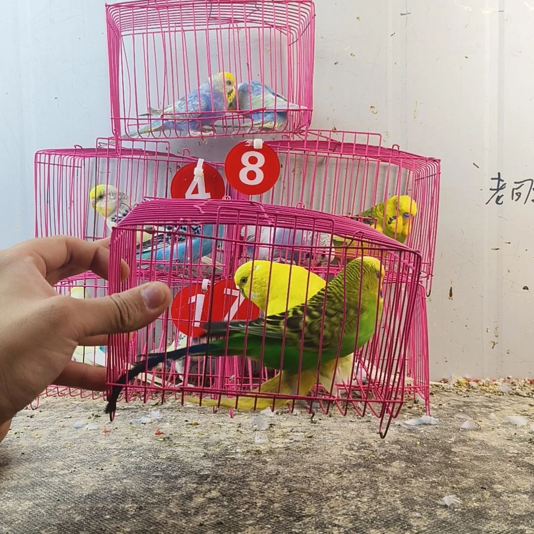 虎皮鹦鹉大头鹦鹉
