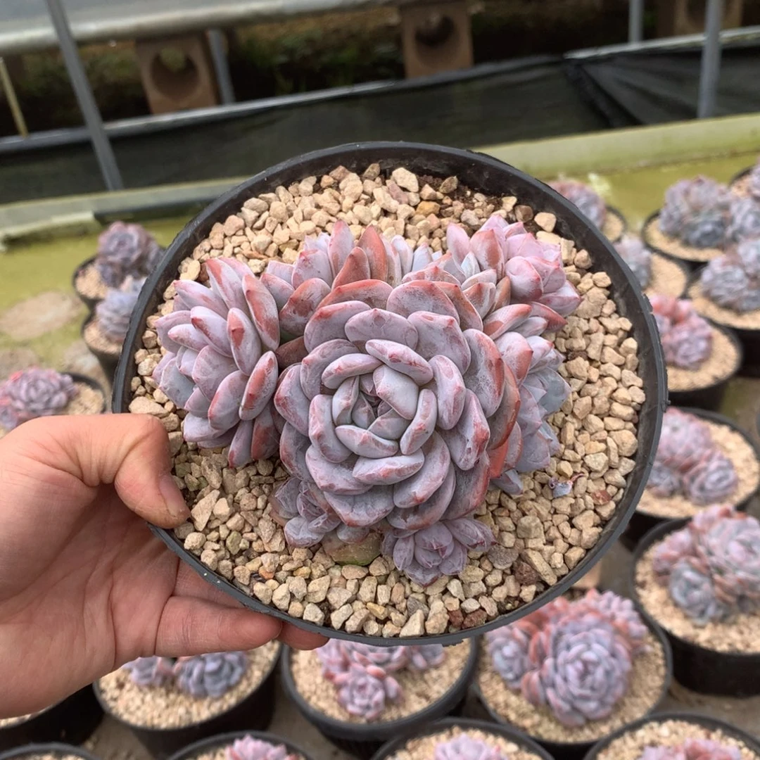 无花朵哈哈哈哈哈哈哈哈哈哈25