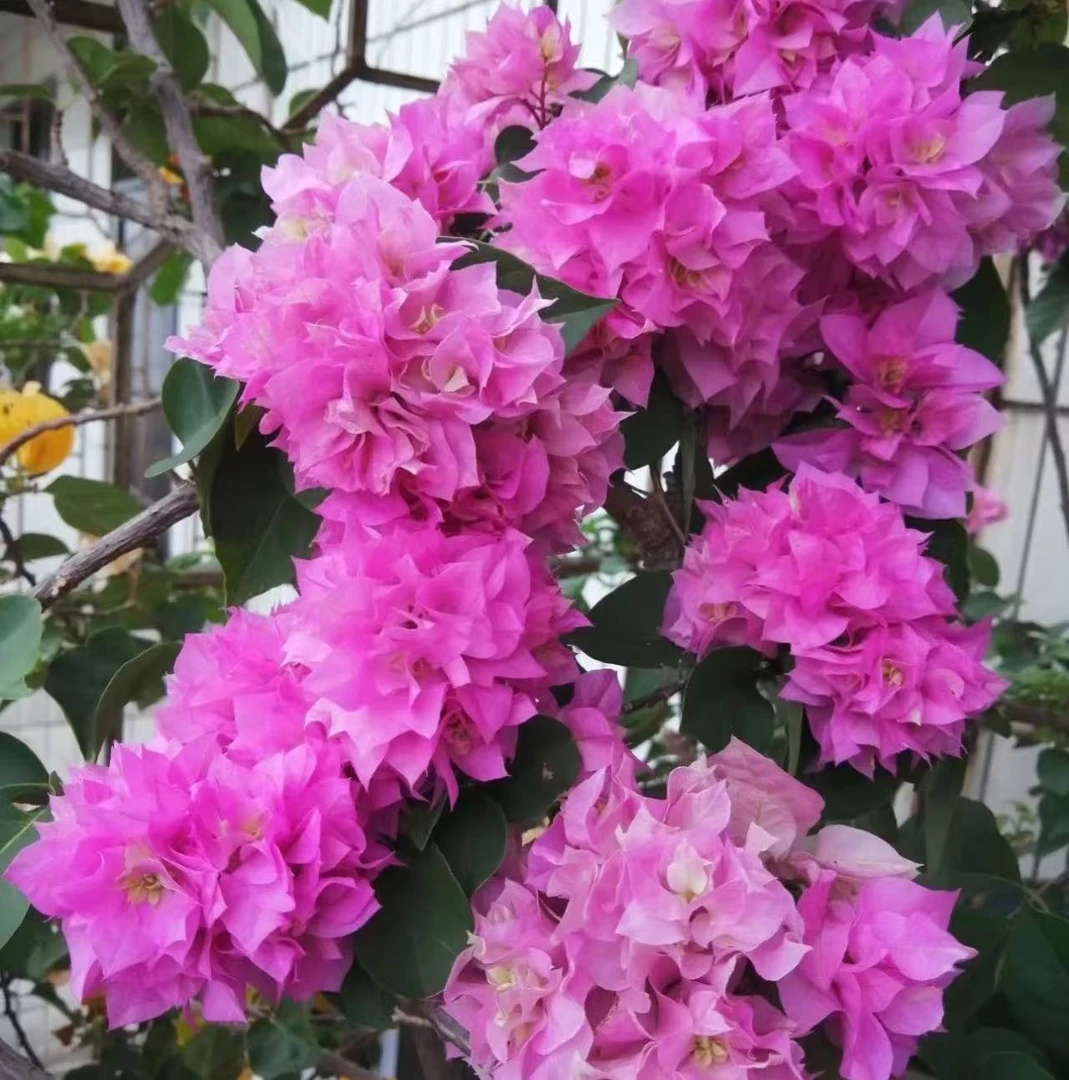 【李先生】重瓣粉~三角梅盆栽花卉适合阳台庭院楼顶四季开花勤花