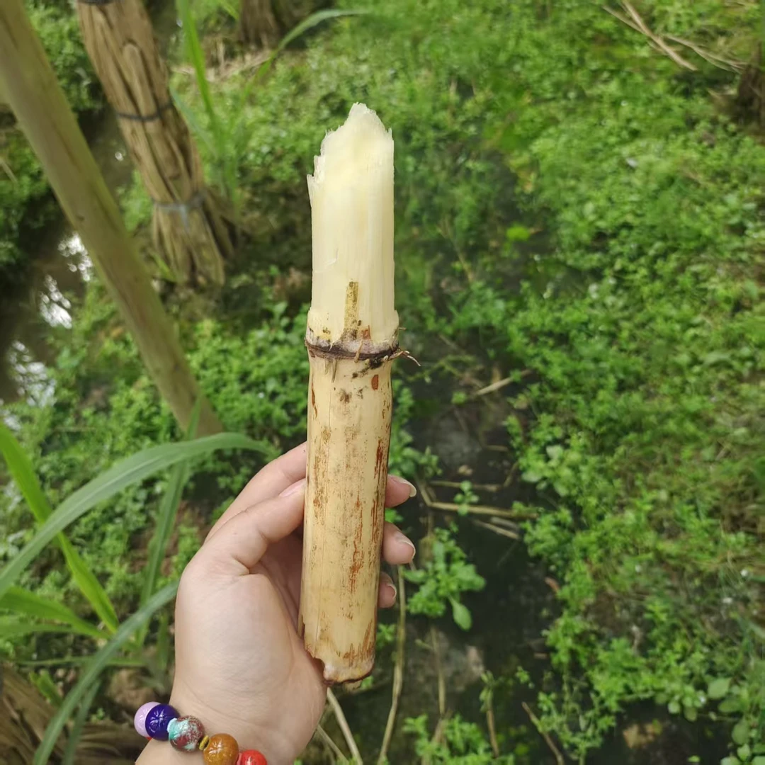 【中通 冰箱保鲜 清甜略硬】白上霜果蔗  净重5斤装