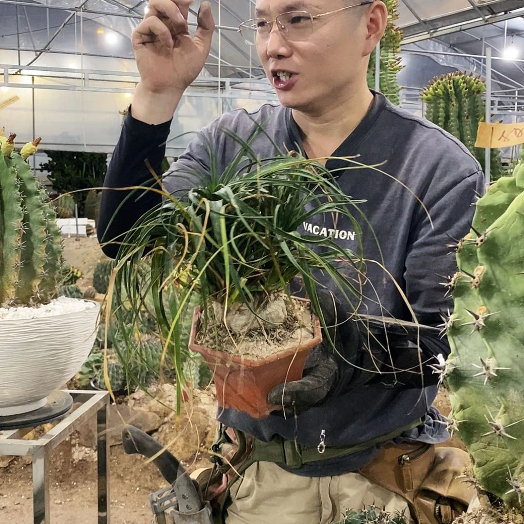 酒瓶兰直径6-7公分