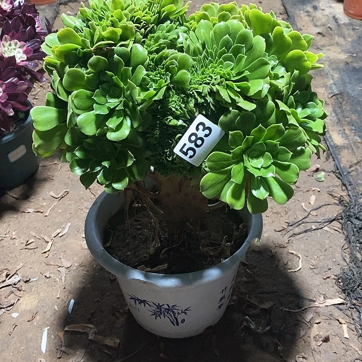 法师植物12345678