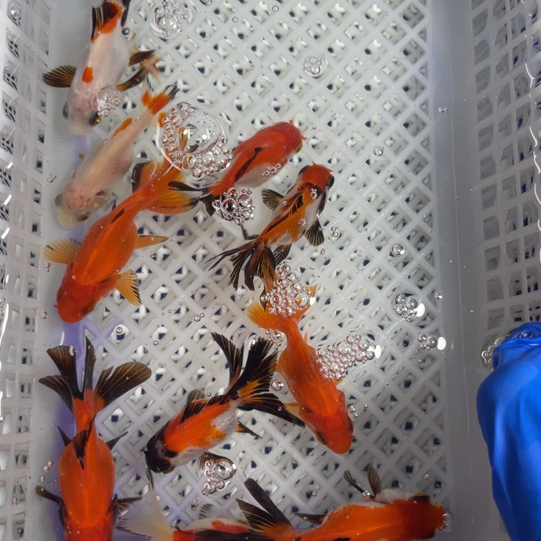 海水鱼花泰狮金鱼14