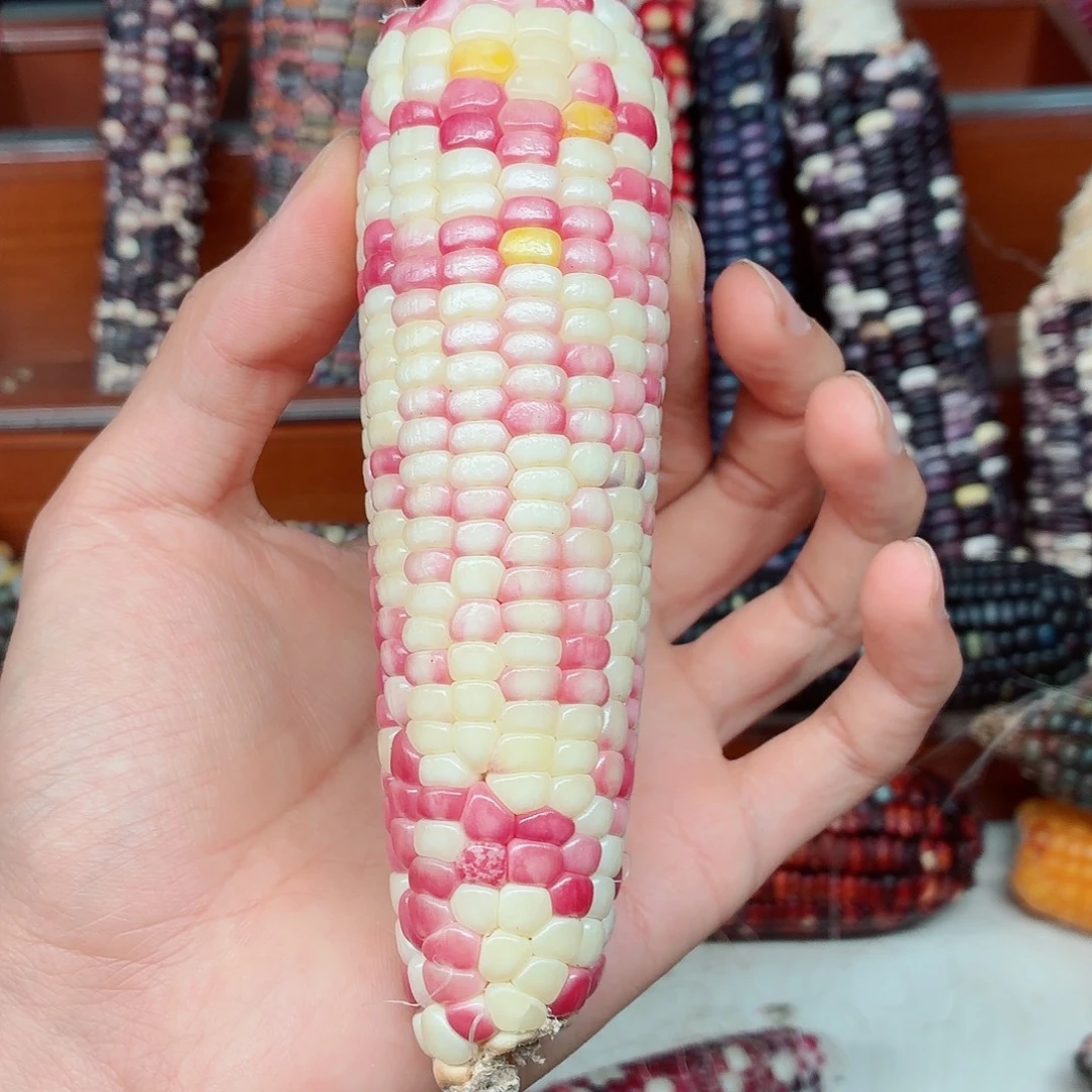 锦***夏吊坠白玉菩提文玩玉米毛料精品