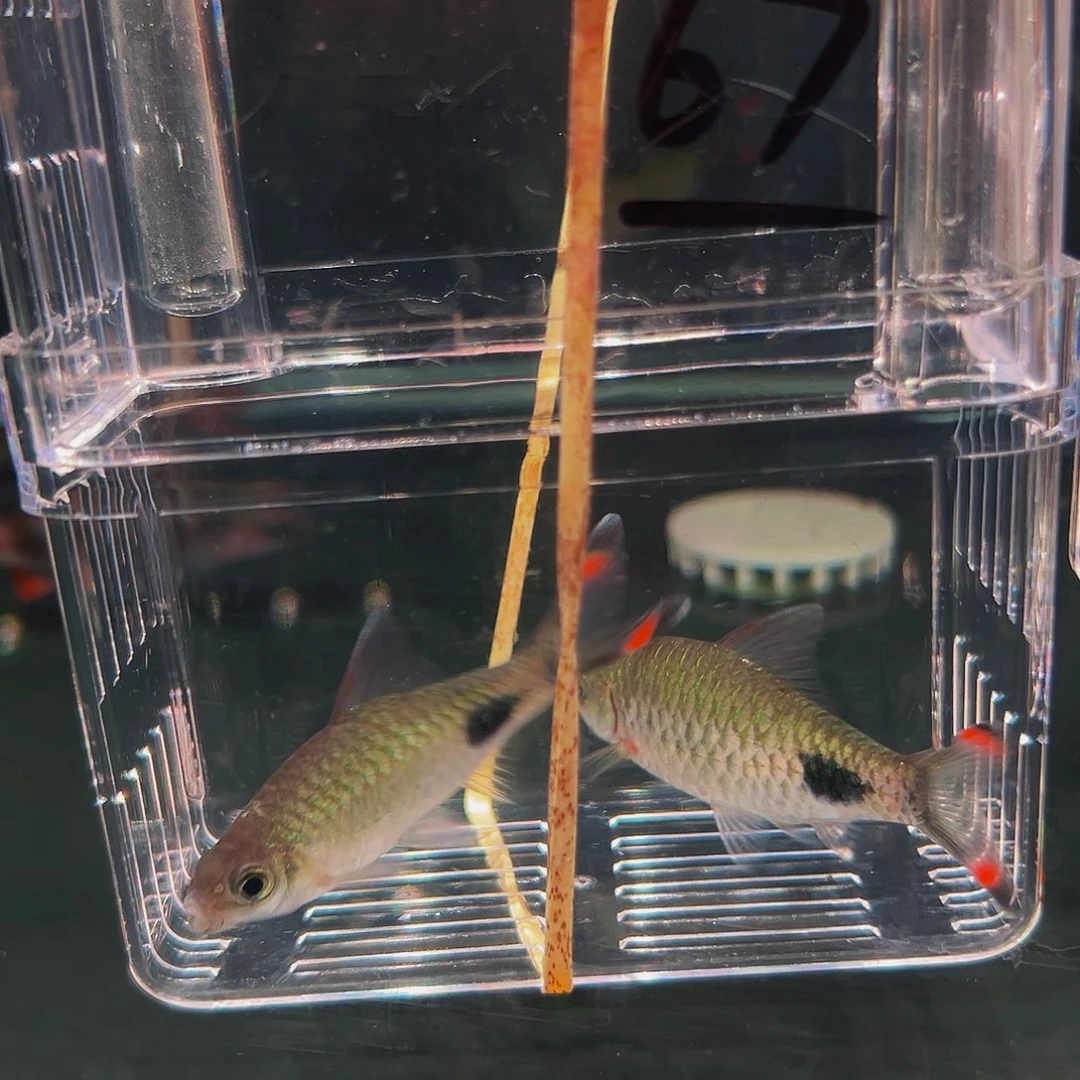 工具鱼紫红须鱼鱼鱼67
