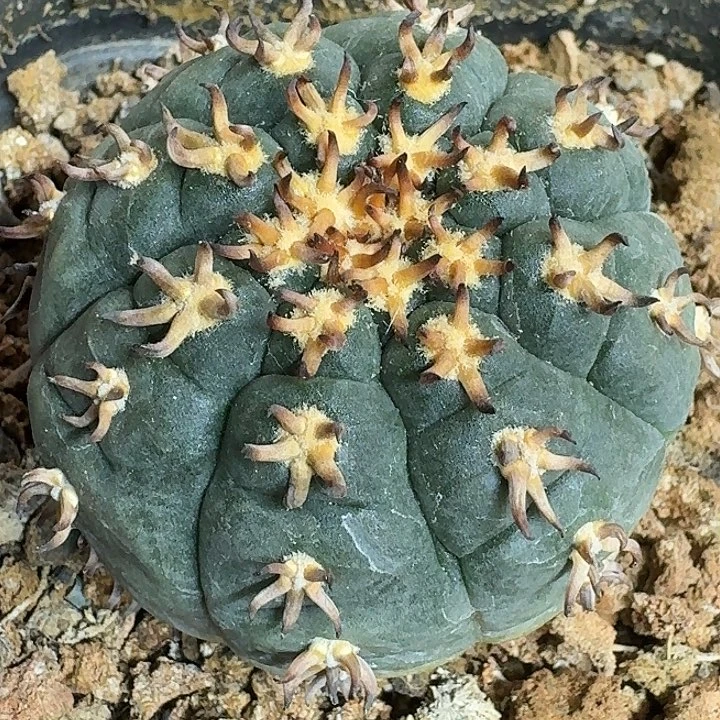 无花朵实生猫爪352