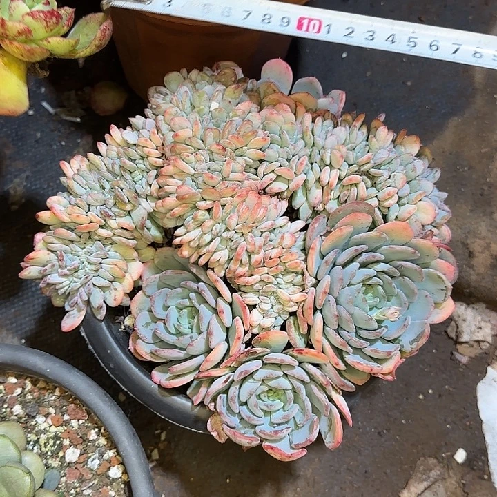 玛瑙缀008 多肉植物一物一拍