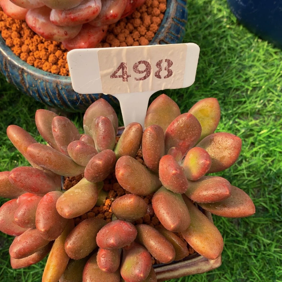 ❄️****芒果奶多肉植物ywyuw